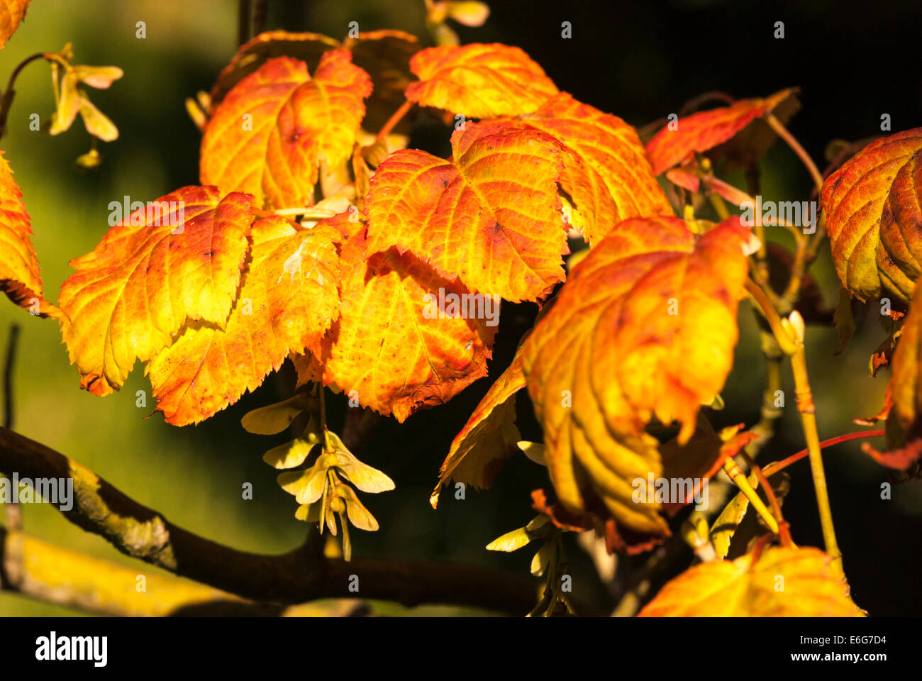 Sycamore, Acer pseudoplatanus, leaves autumn in sunlight Stock Photo