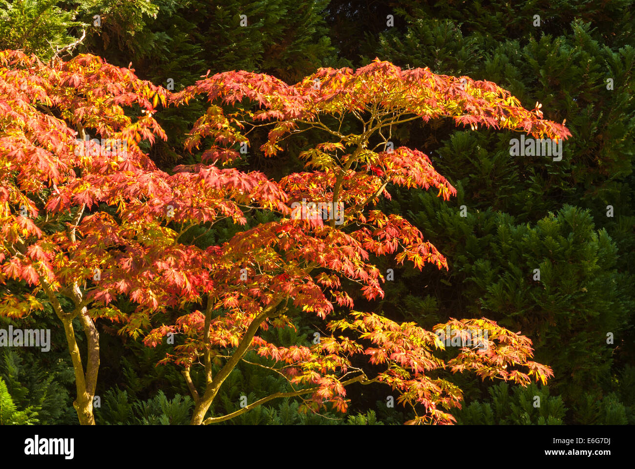 An Acer Tree in sunlight against the dark green of the pines. Stock Photo