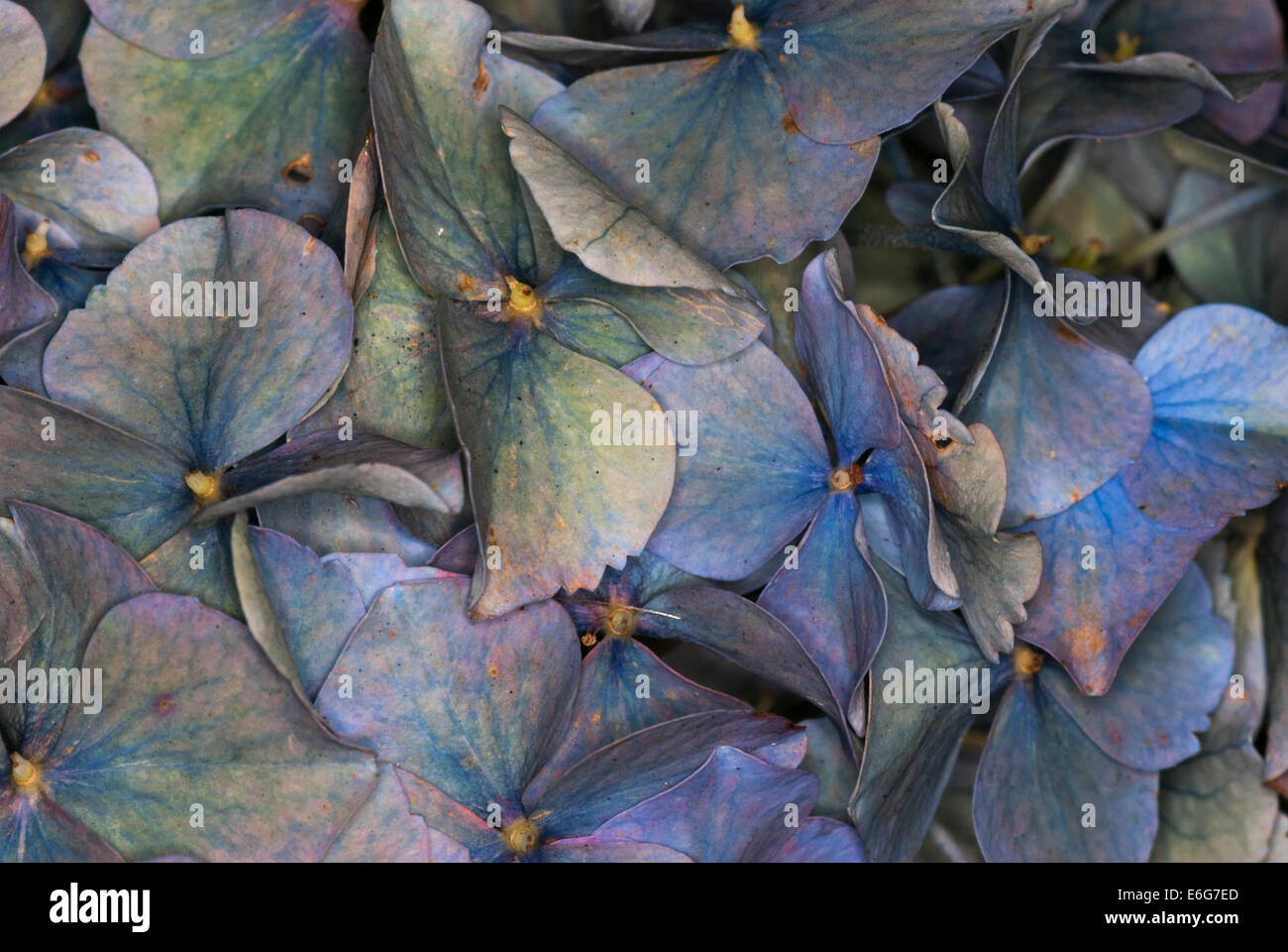 A macro shot of Hydrangea, Hortensia petals. Stock Photo