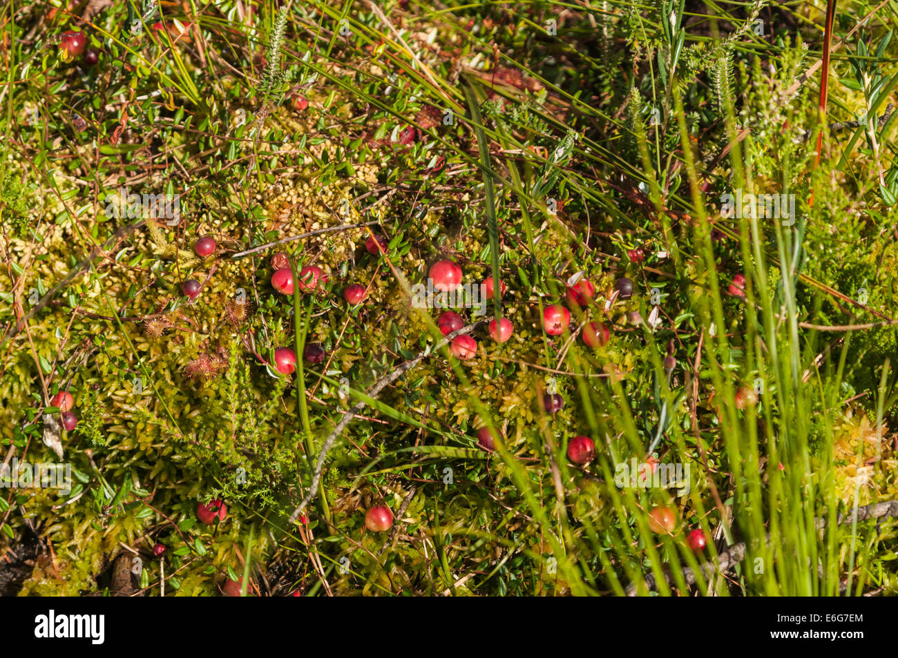 Wild Cranberry, Arctostaphylos uva-ursi growing at Meathop Moss Nature Reserve in Cumbria, England during late summer. Stock Photo