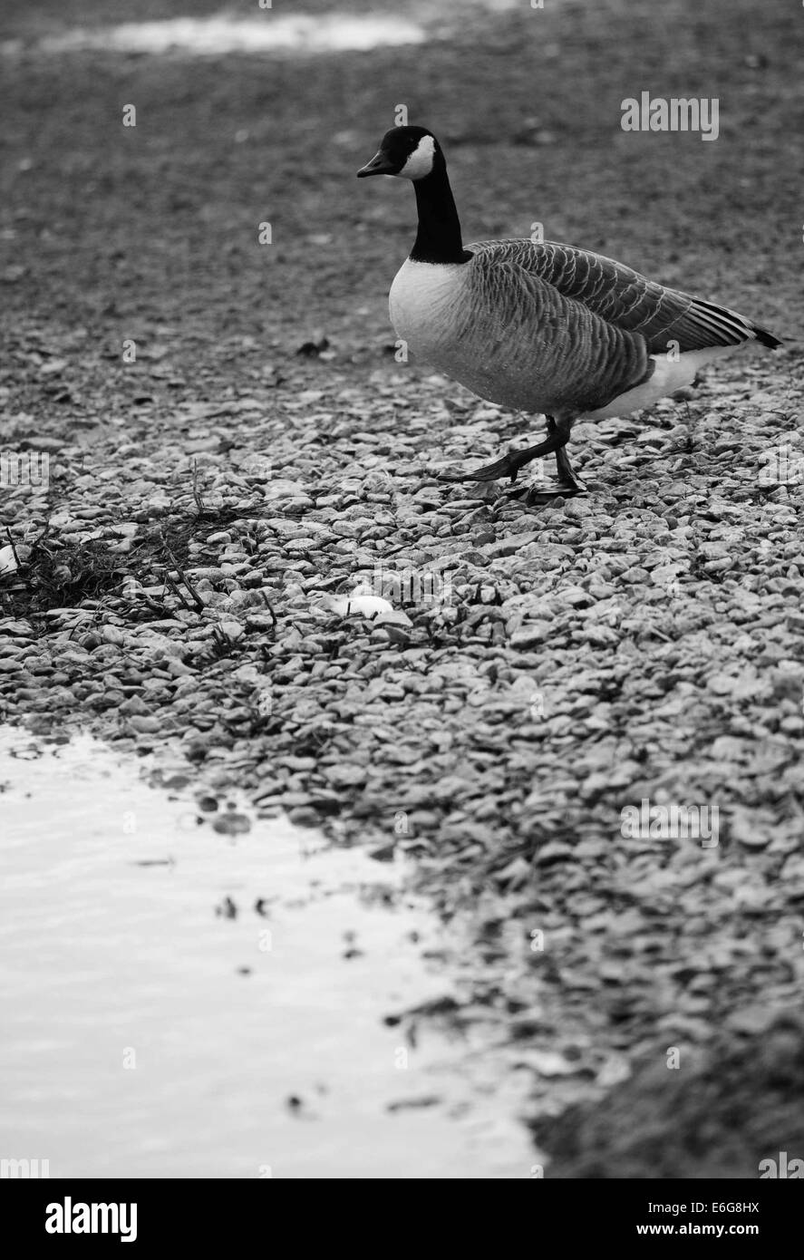 Canada Geese and Goose Stock Photo