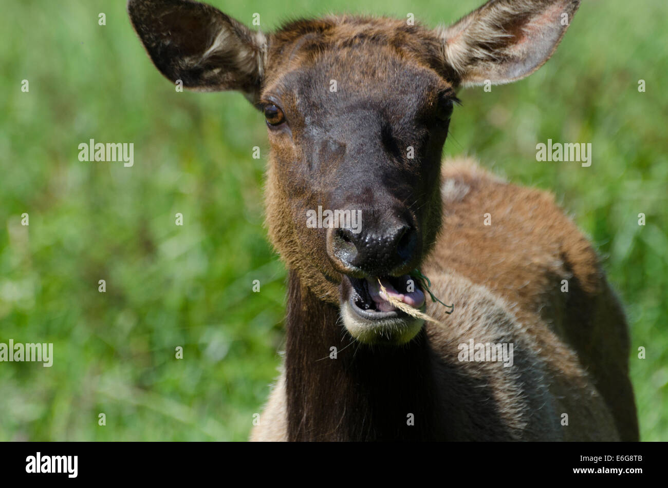 Roosevelt Elk cow (Cervus canadensis roosevelti) grazing in a meadow of the Prairie Creek Redwood State Park on the north coast Stock Photo