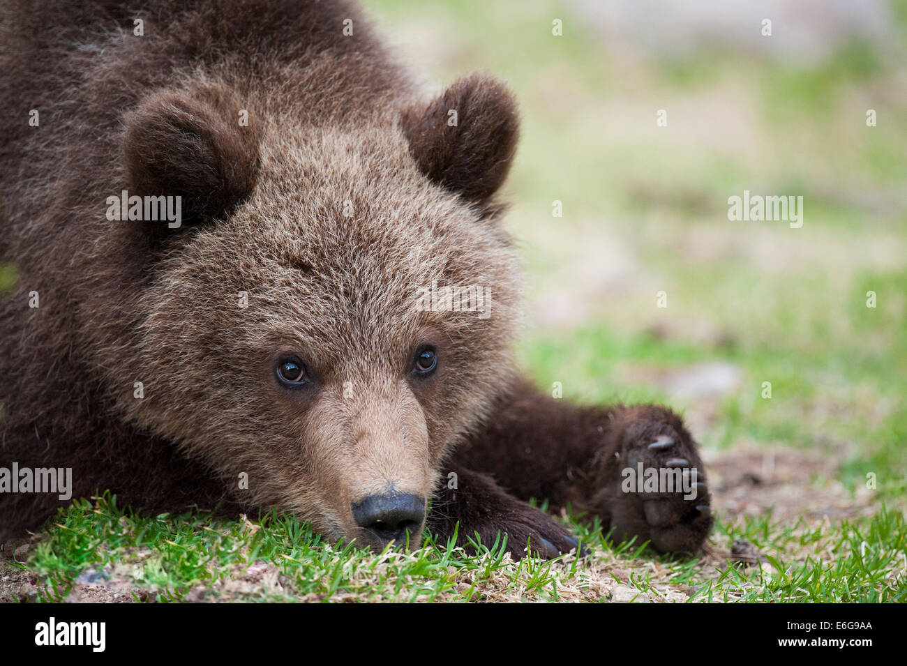 A cute bear with a sad look. Stock Photo