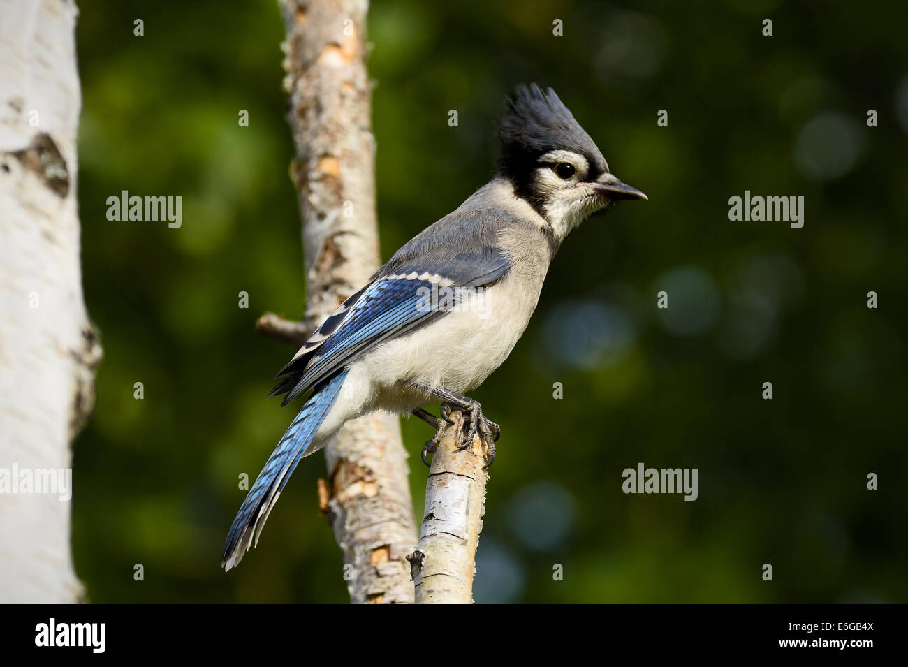 An eastern Blue Jay, Cyanocitta cristata, perched on a birch tree branch Stock Photo