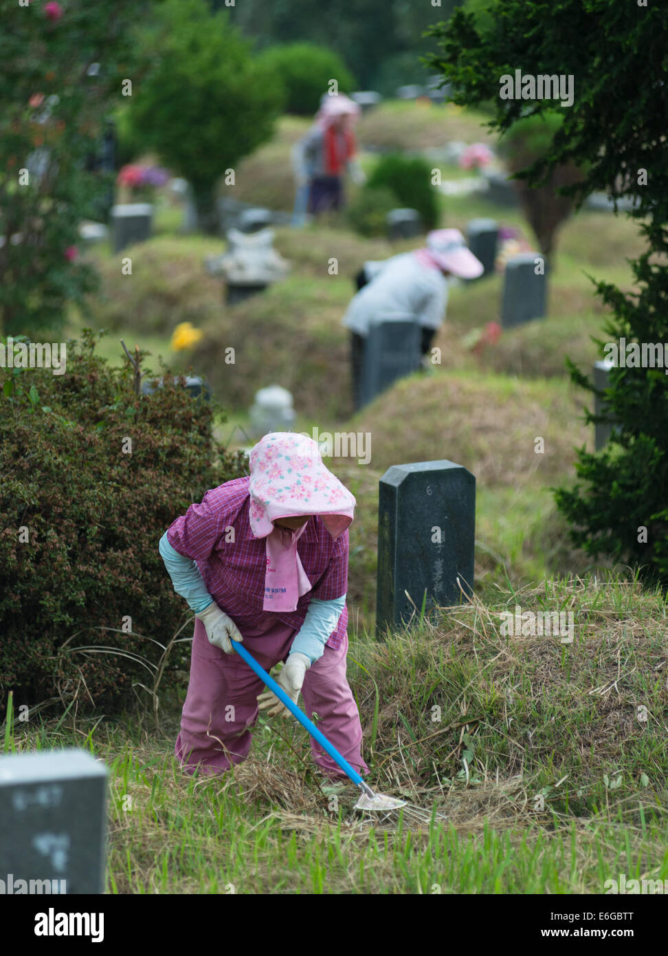 Korean women caring for burial grounds near Busan, South Korea. Stock Photo