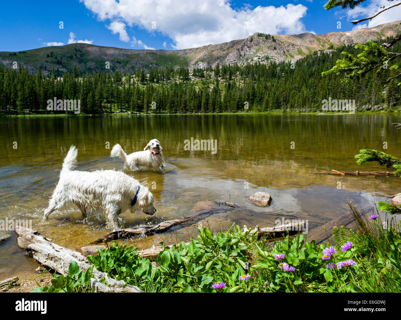 Platinum colored Golden Retriever dogs swimming in Water Dog Lake