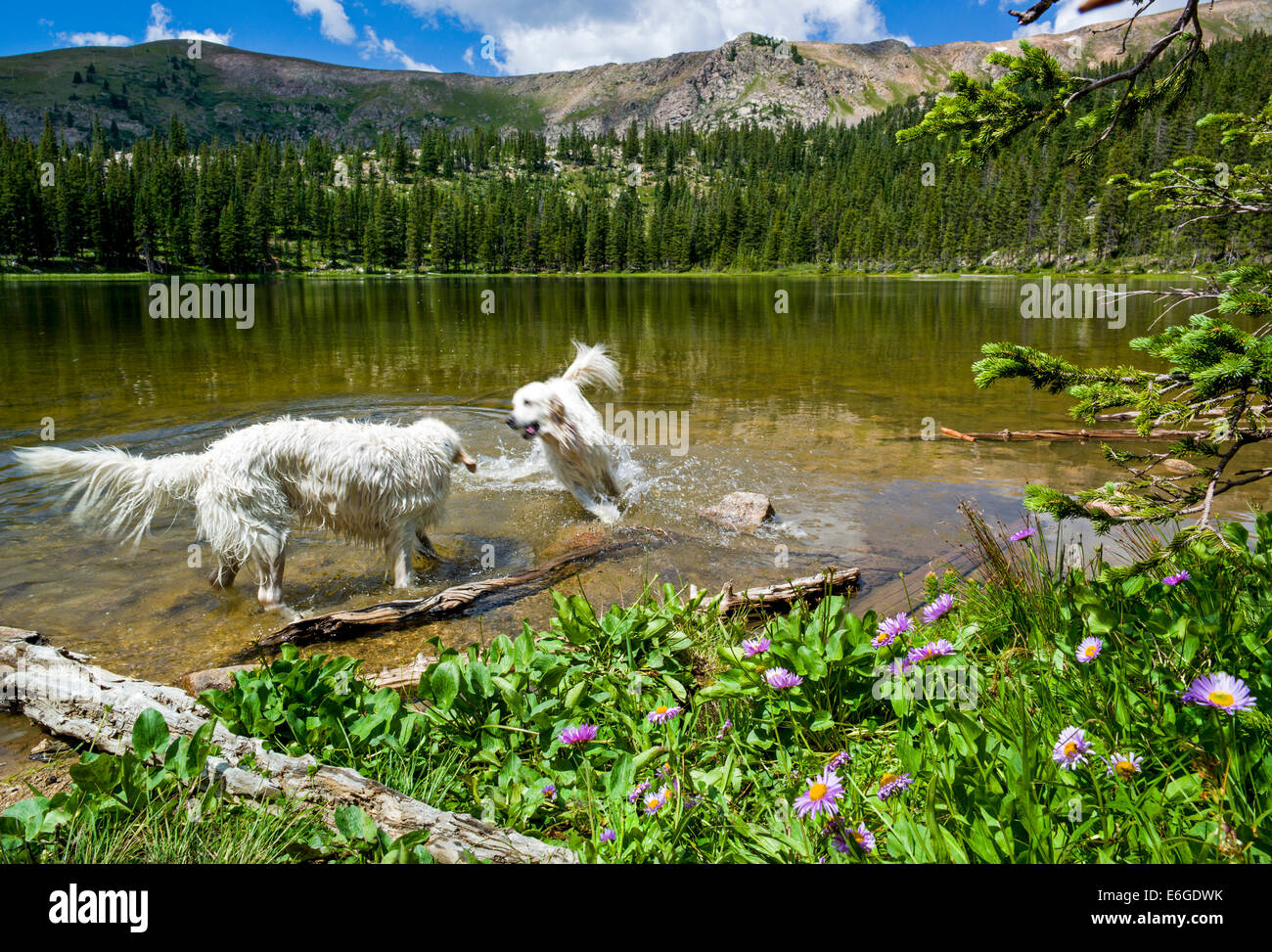 Platinum colored Golden Retriever dogs swimming in Water Dog Lake