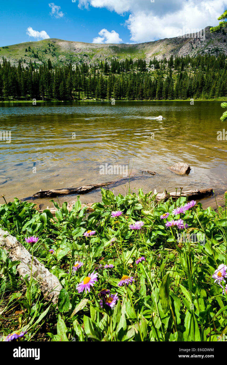 Platinum colored Golden Retriever dogs swimming in Water Dog Lake