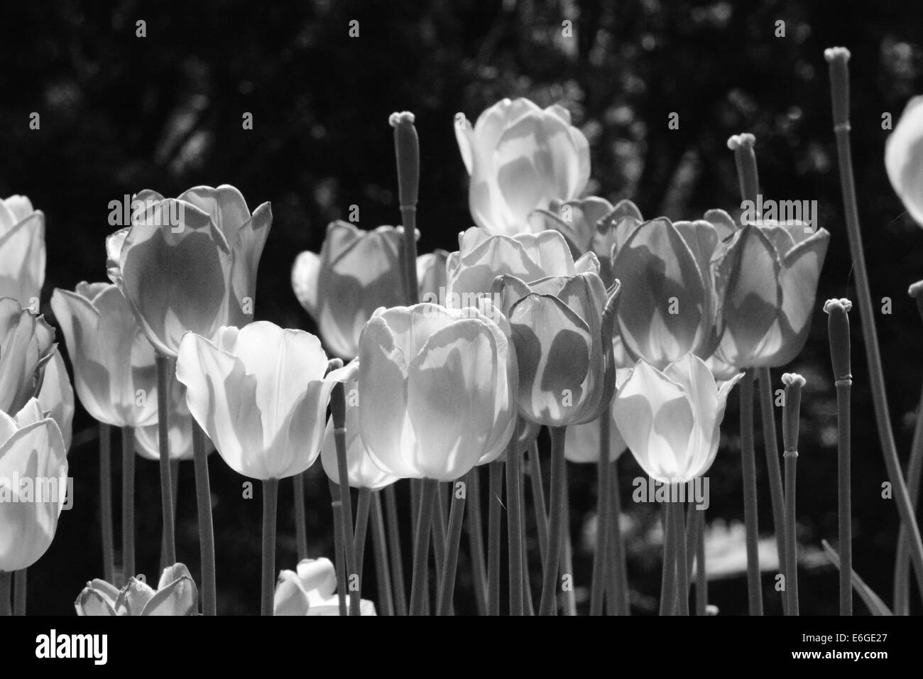 Tulip black white hi-res stock photography and images - Alamy