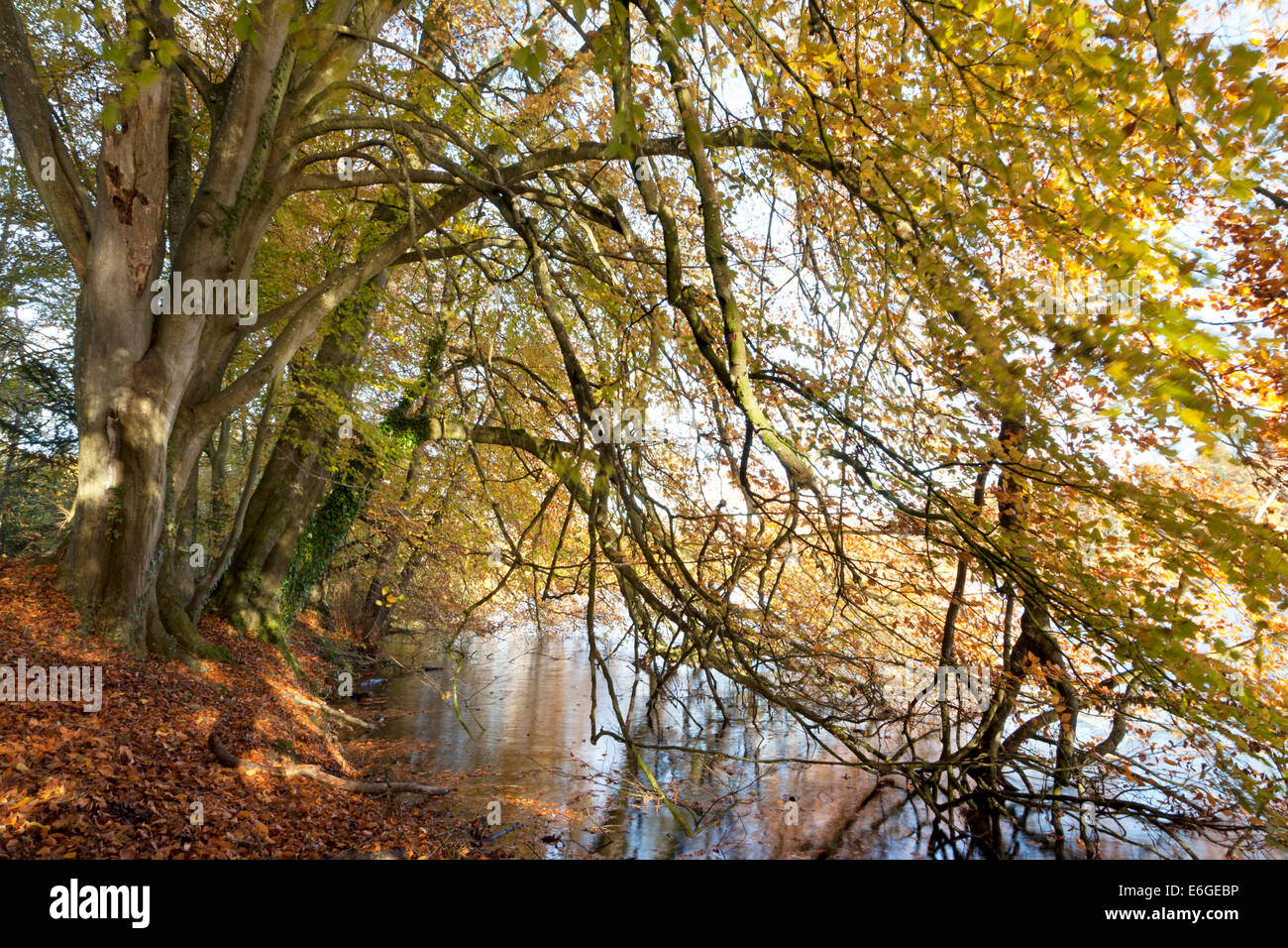 Beach Trees Overhang The Lake At Fonthill Near Tisbury In