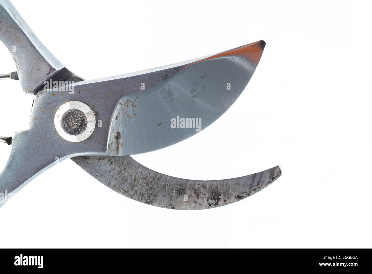 Secateurs or hand held gardening shears studio shot with a white