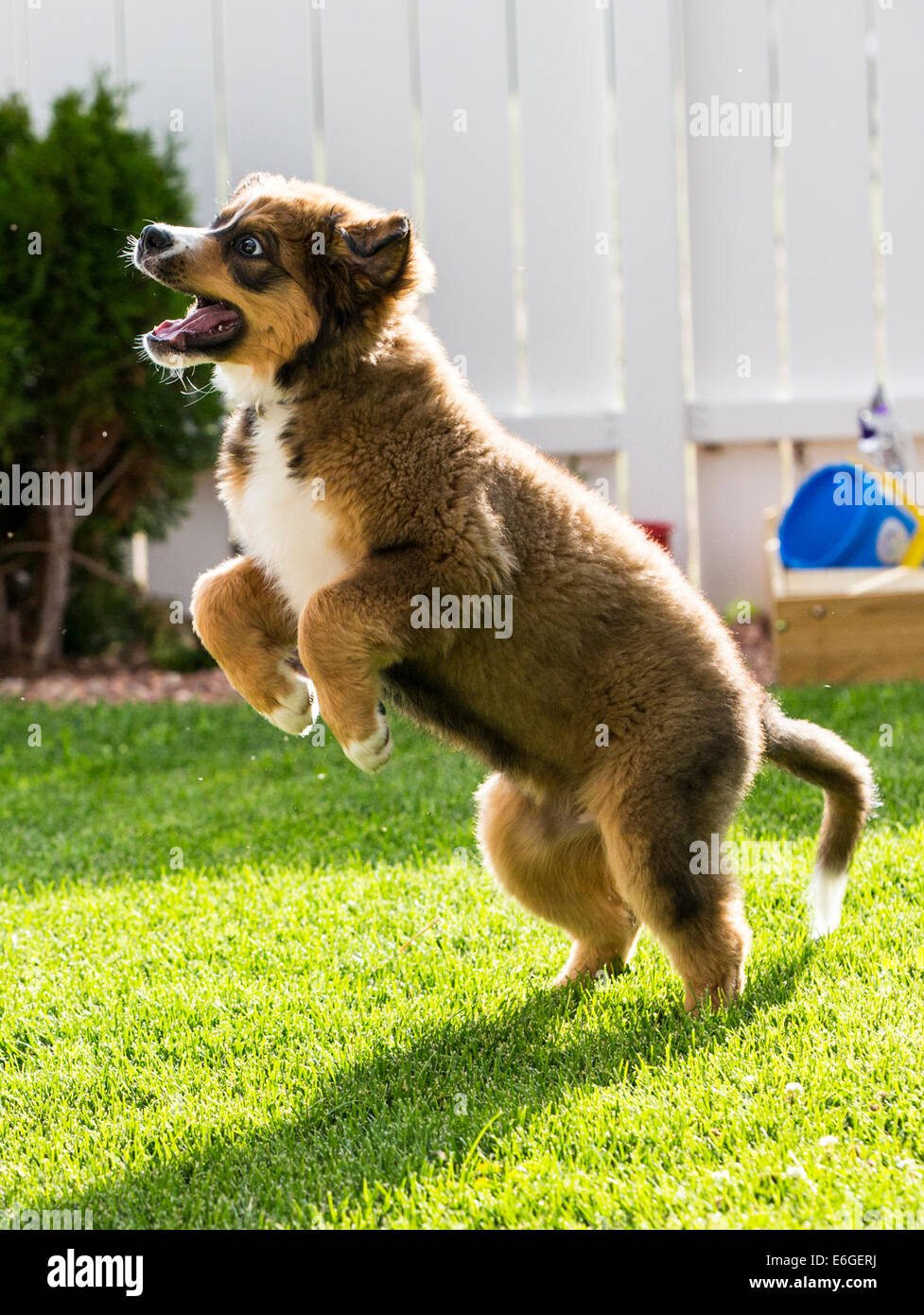 Twelve week old Bernese Mountain Dog, Great Pyrenees, mix breed, puppy running on grass Stock Photo