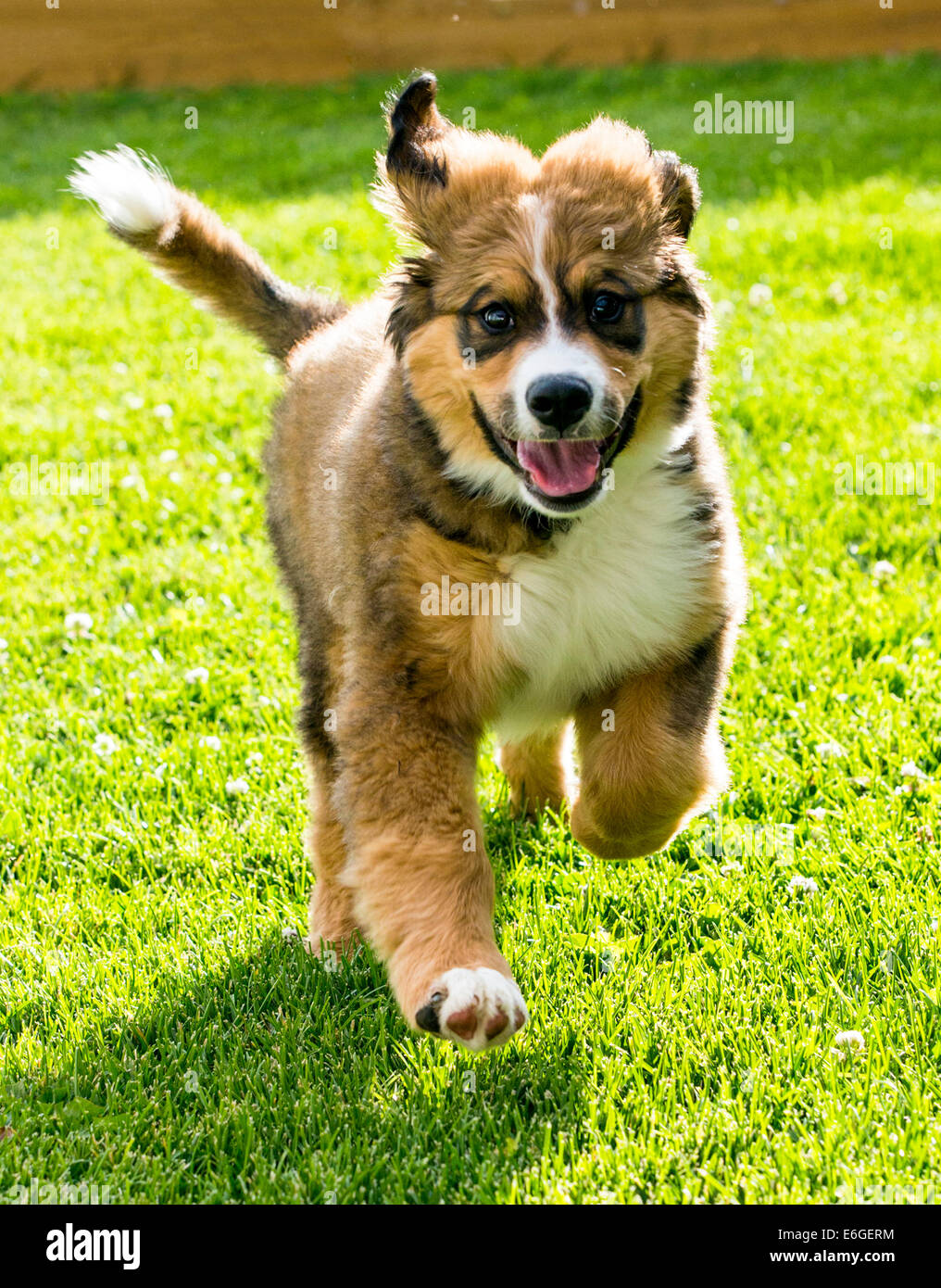 Twelve week old Bernese Mountain Dog, Great Pyrenees, mix breed, puppy running on grass Stock Photo