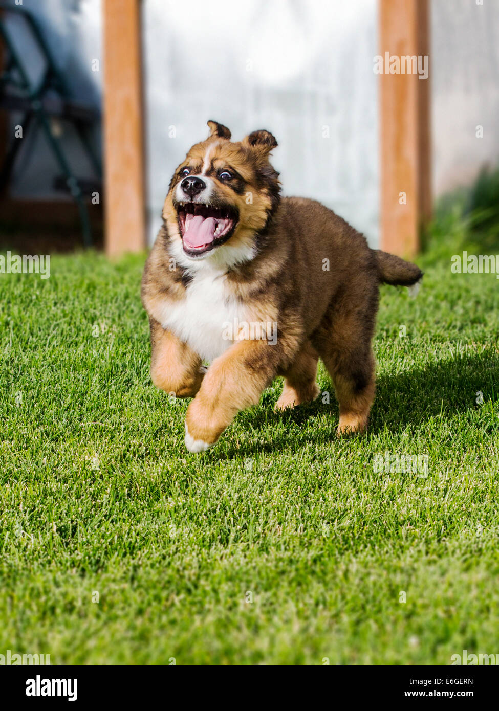 Twelve week old Bernese Mountain Dog, Great Pyrenees, mix breed, puppy running on grass Stock Photo