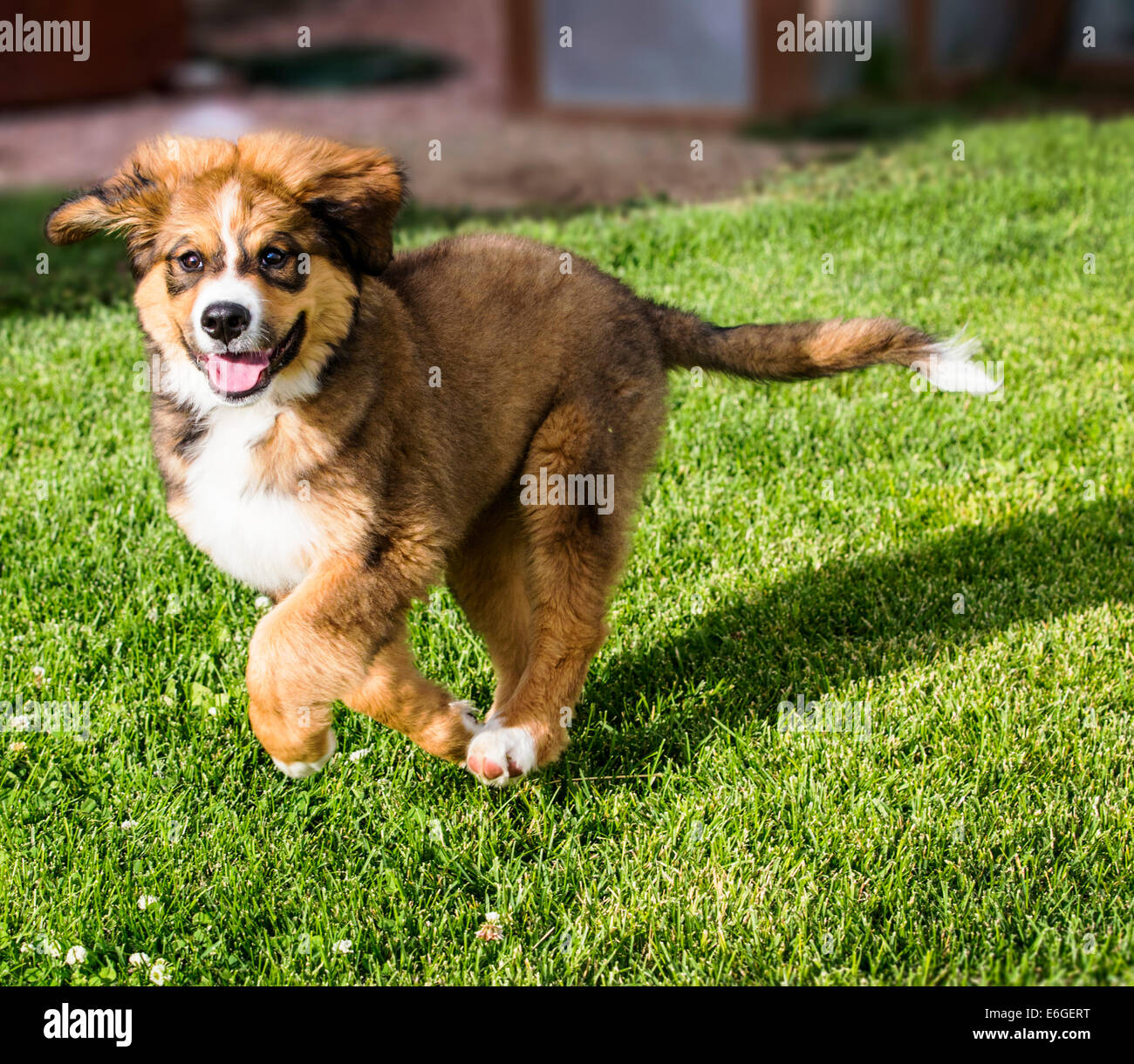 Twelve week old Bernese Mountain Dog, Great Pyrenees, mix breed, puppy running on grass Stock Photo