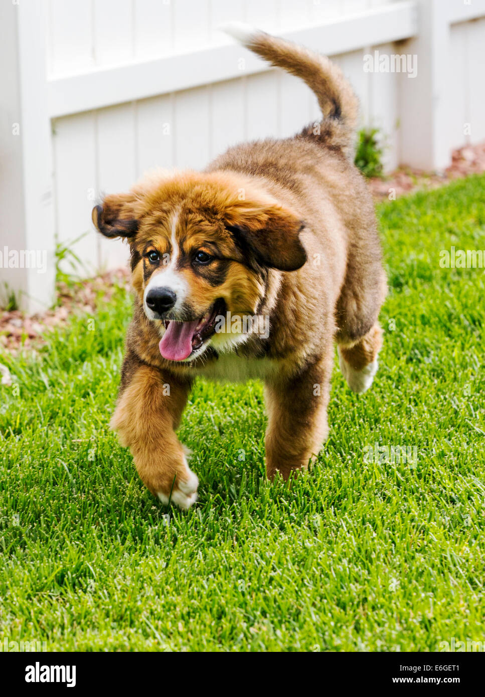 Twelve week old Bernese Mountain Dog, Great Pyrenees, mix breed, puppy running on grass Stock Photo