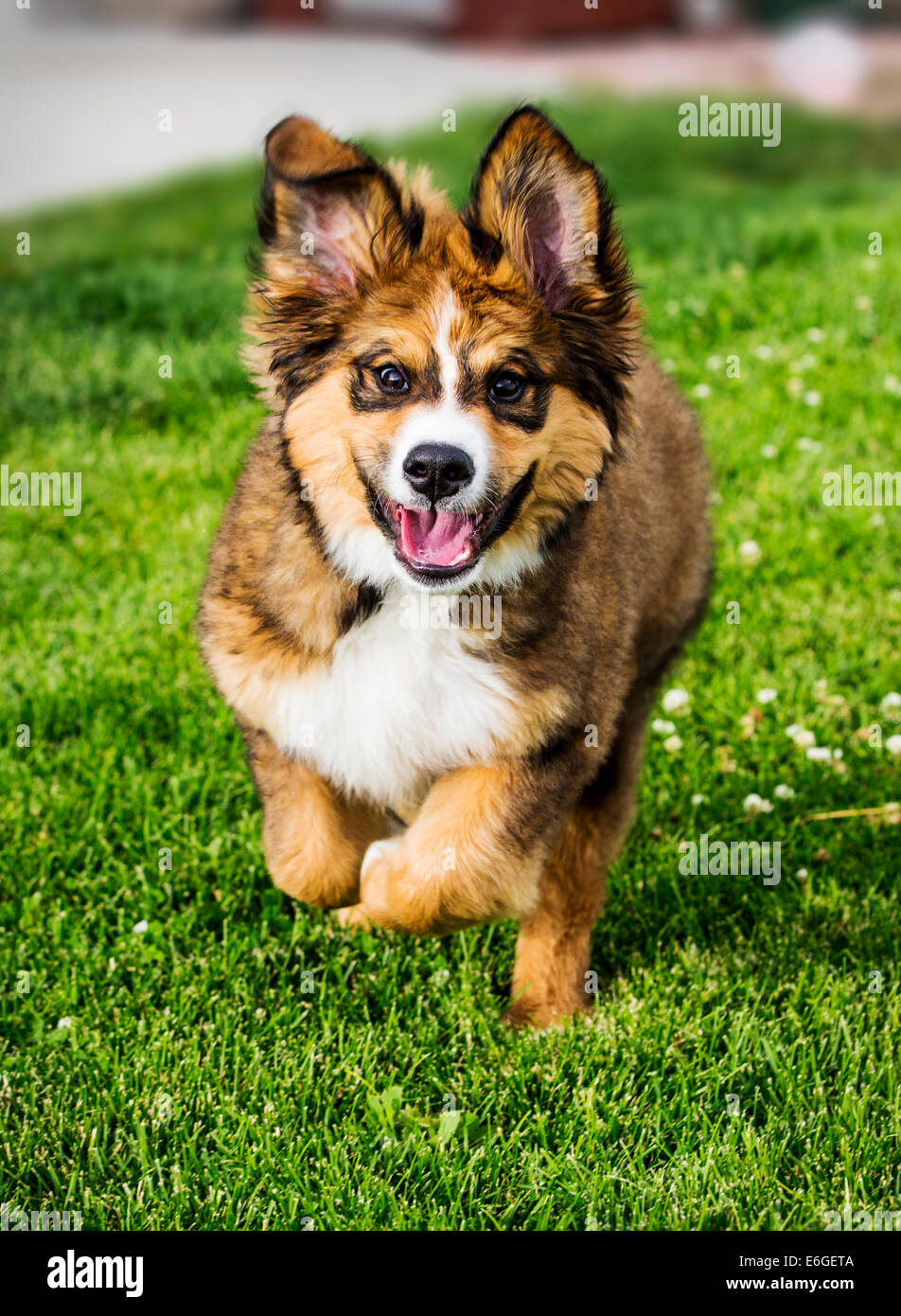 Twelve week old Bernese Mountain Dog, Great Pyrenees, mix breed, puppy  running on grass Stock Photo - Alamy