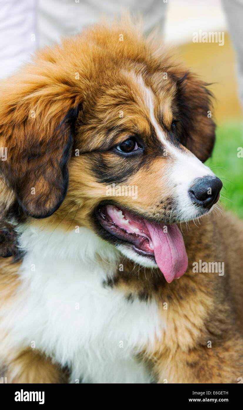 Twelve week old Bernese Mountain Dog, Pyrenees, mix breed, puppy running on grass Stock Photo - Alamy