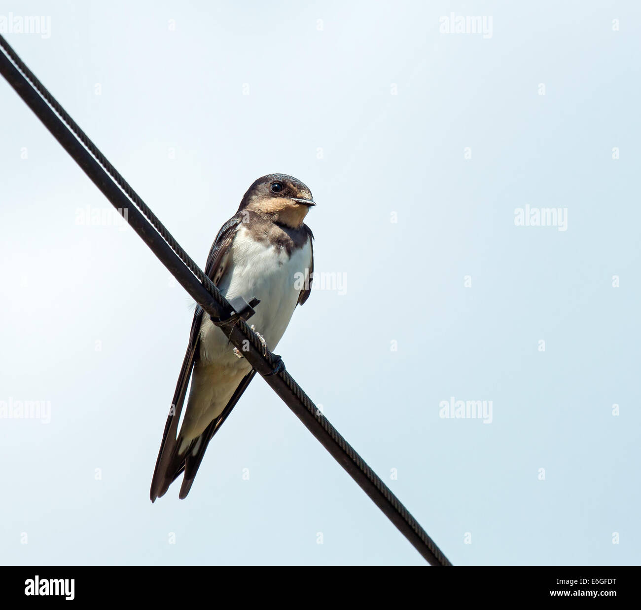 Immature Barn Swallow on wire Stock Photo