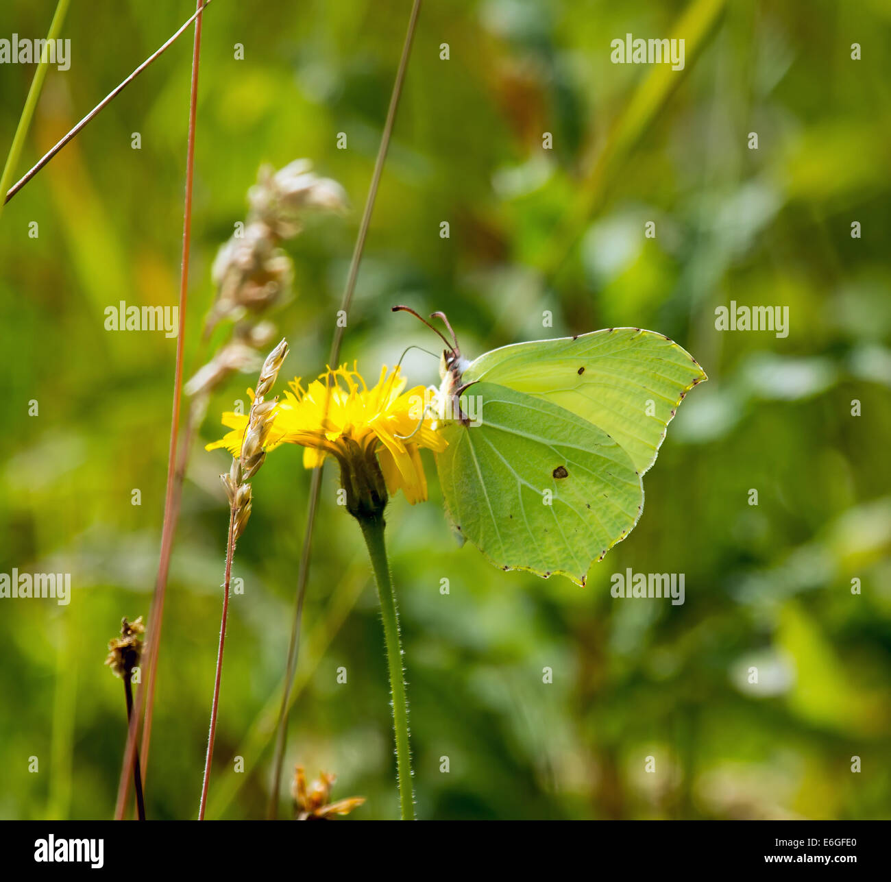 Brimstone Butterfly nectaring on flower. Stock Photo