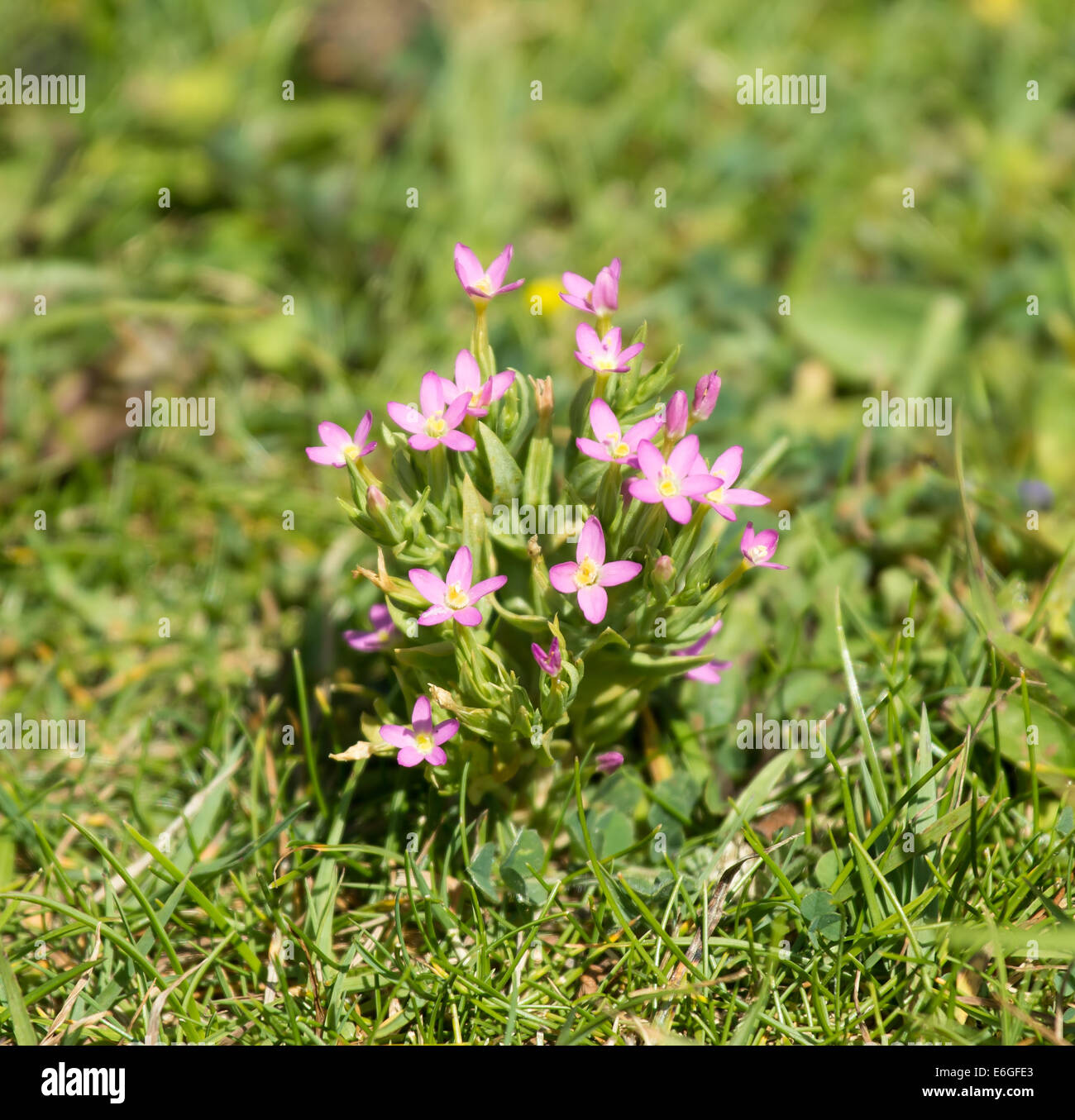 Wild flower Lesser Centaury. Stock Photo