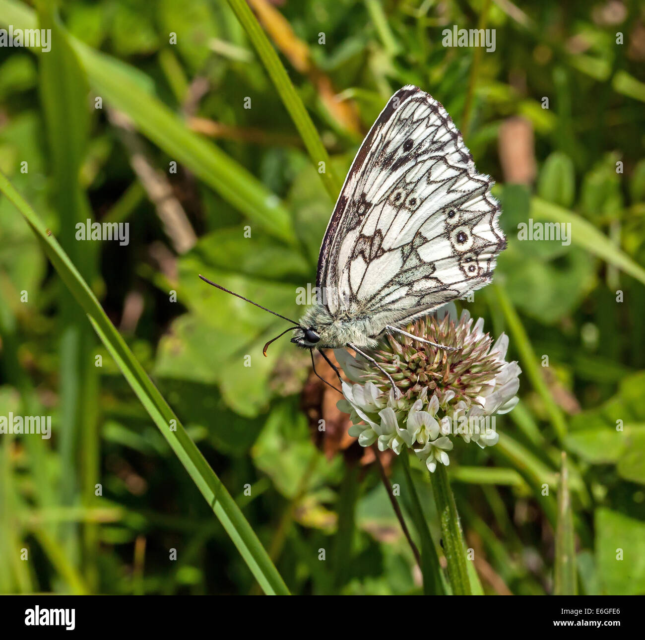 Marbled White Butterfly nectaring on Clover. Stock Photo