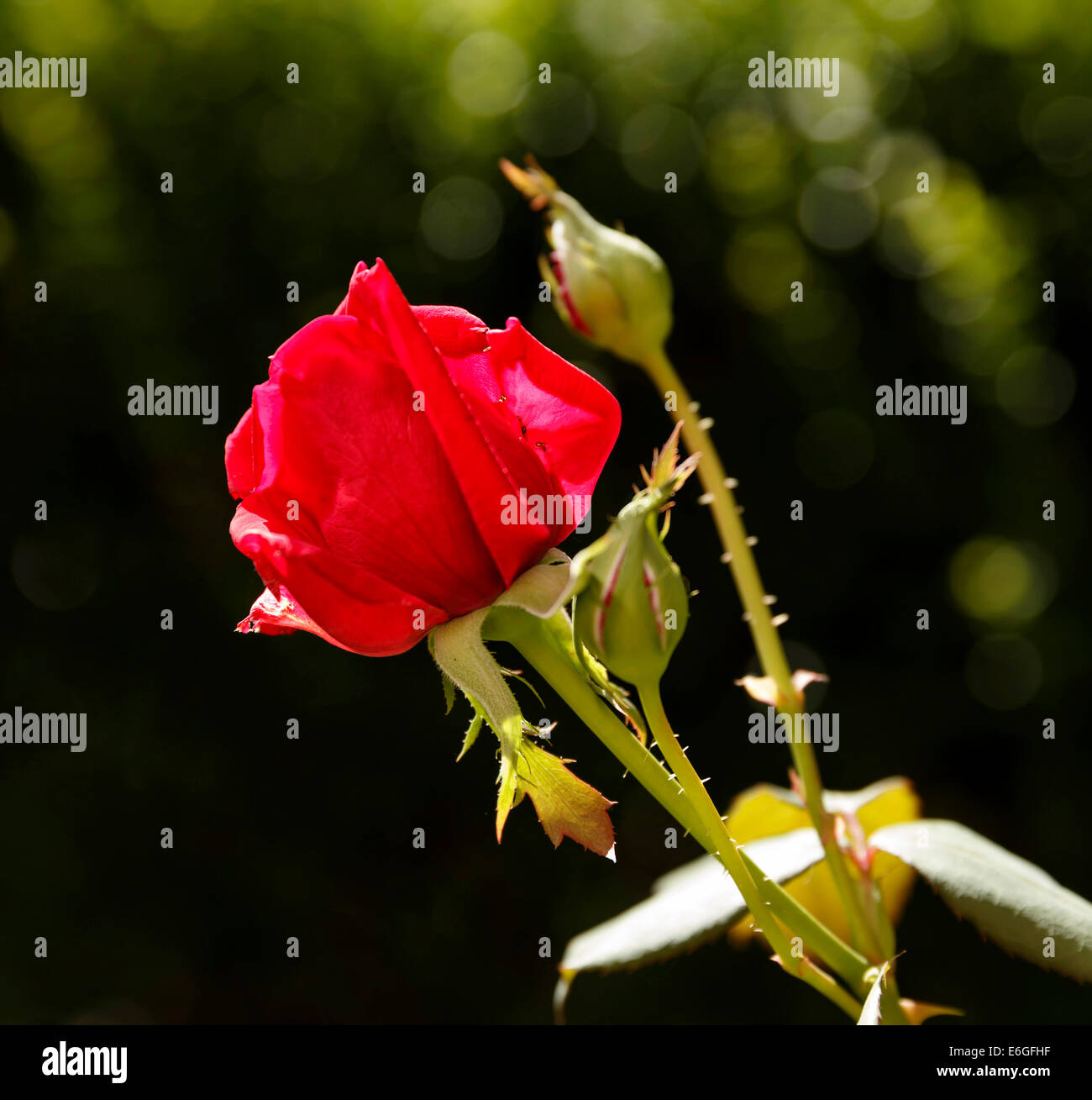 Rose red hi-res stock photography and images - Alamy