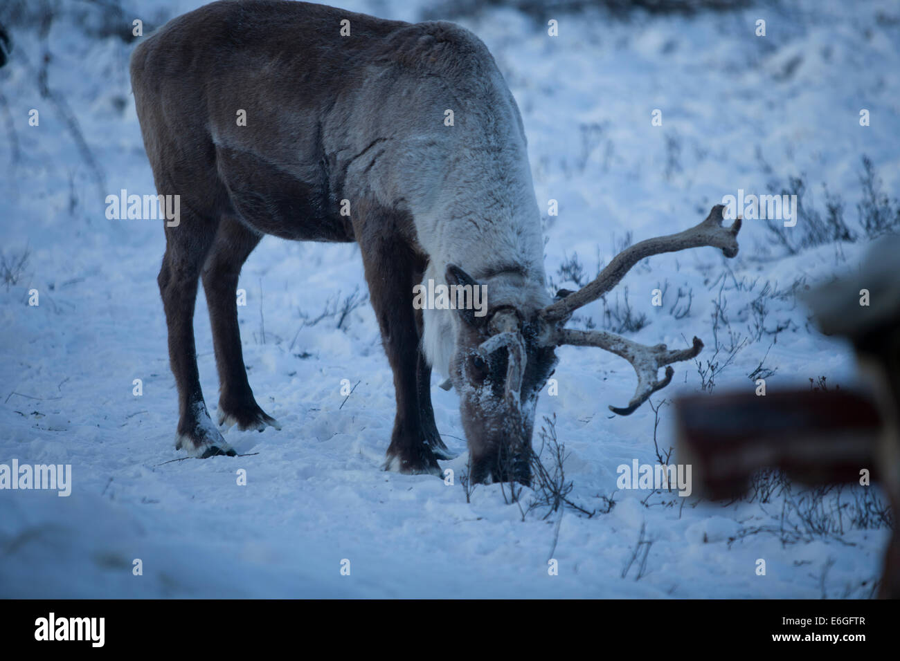 Reindeer snow cold grazing siberia north pole Stock Photo