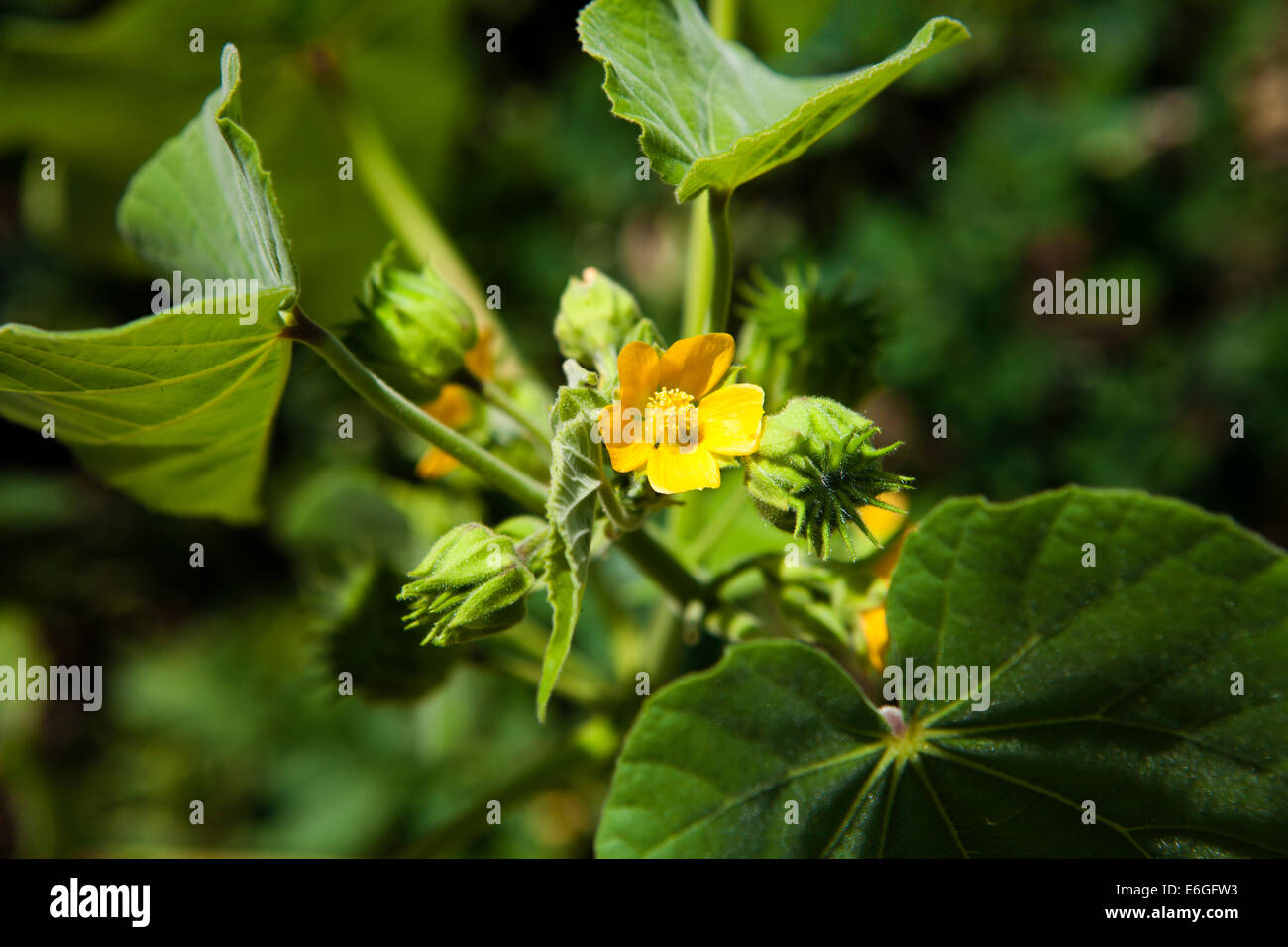 Green pumpkin plant hi-res stock photography and images - Alamy