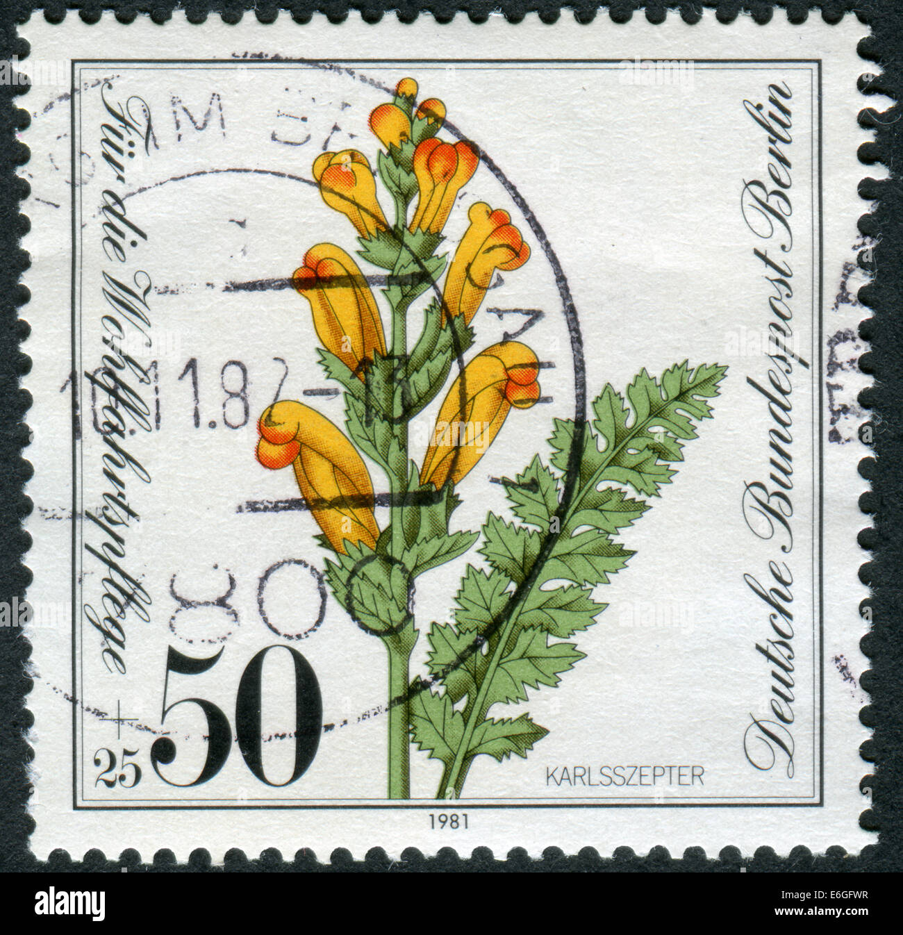 Postage stamp printed in Germany (West Berlin), shows a flowering Pedicularis sceptrum-carolinum Stock Photo