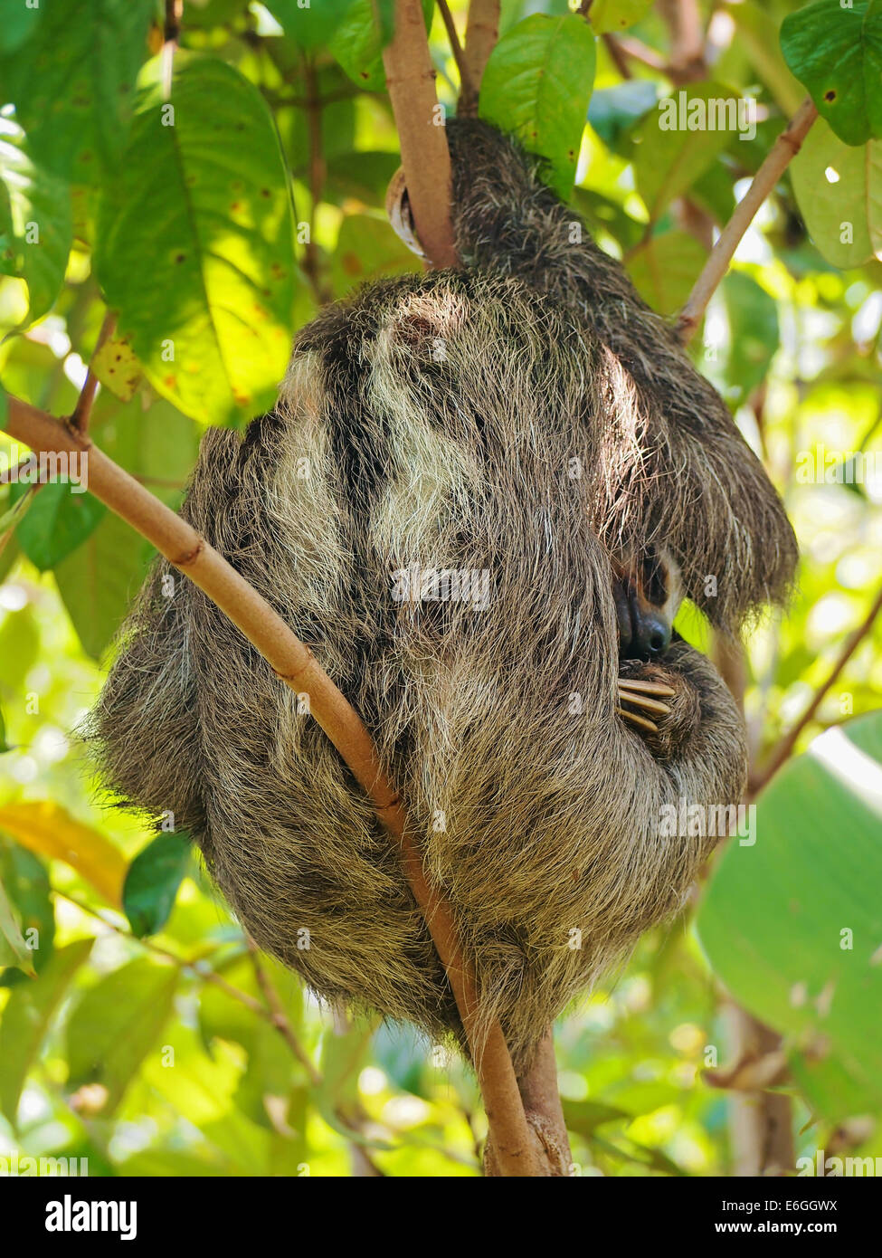 Brown-throated sloth sleeps on a small tree, Costa Rica, Central America Stock Photo