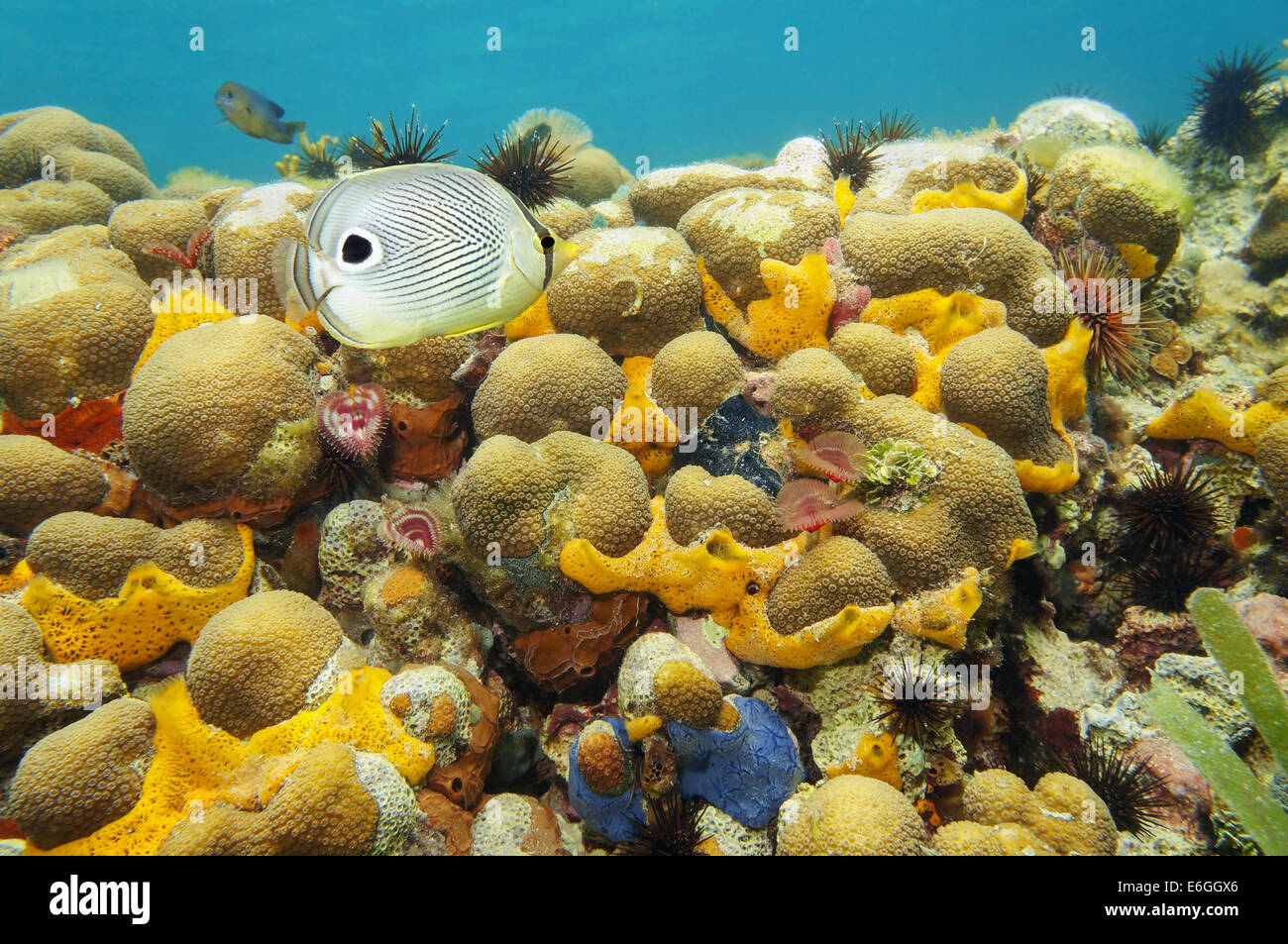 Colorful marine life underwater with coral, sea sponges, fan worms, urchins and a foureye butterflyfish, Caribbean Stock Photo
