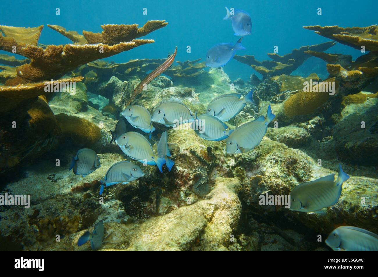 fish school of Doctorfish tang in a coral reef of the Caribbean sea Stock Photo