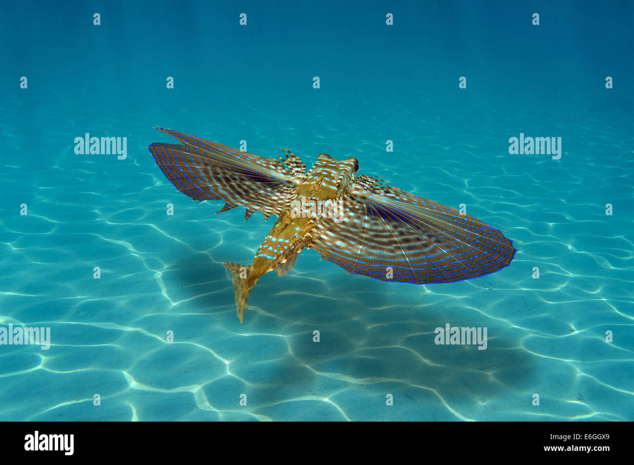 Flying fish ocean hi-res stock photography and images - Alamy