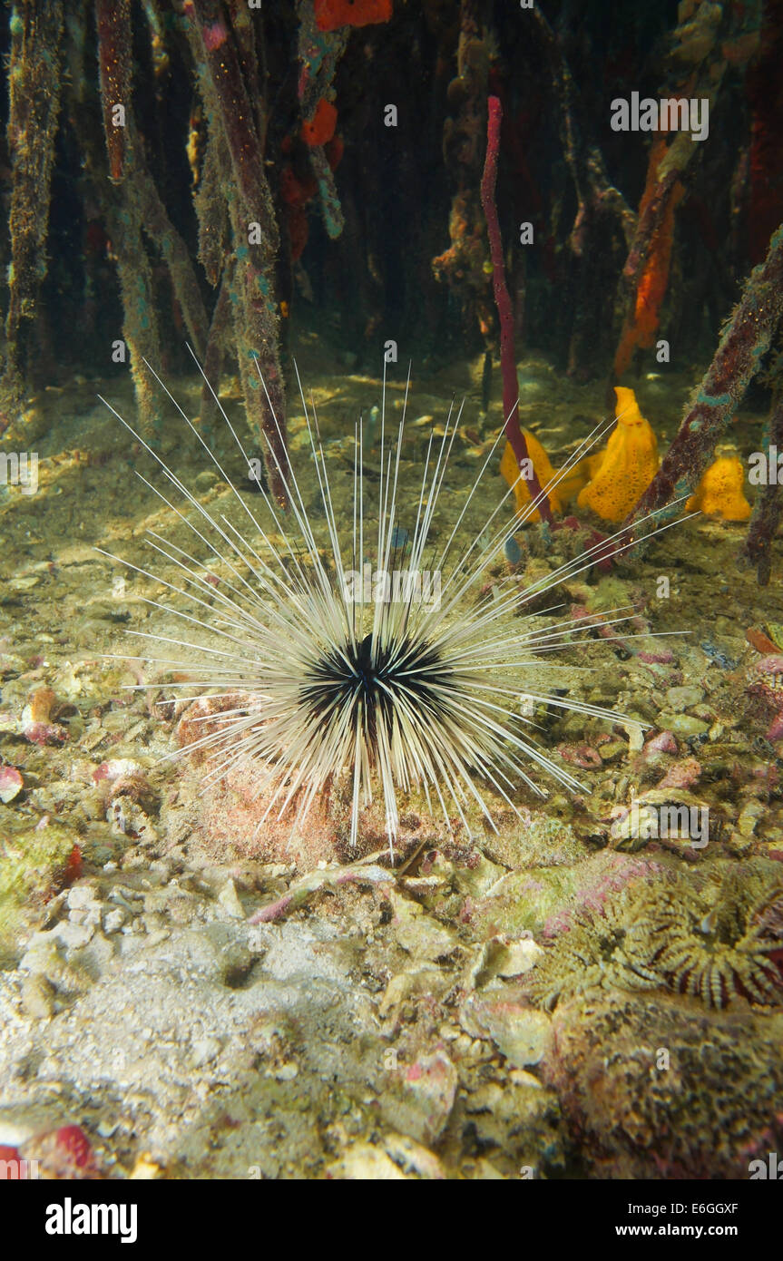 Long spined sea urchin underwater in the mangrove, Caribbean, Panama Stock Photo