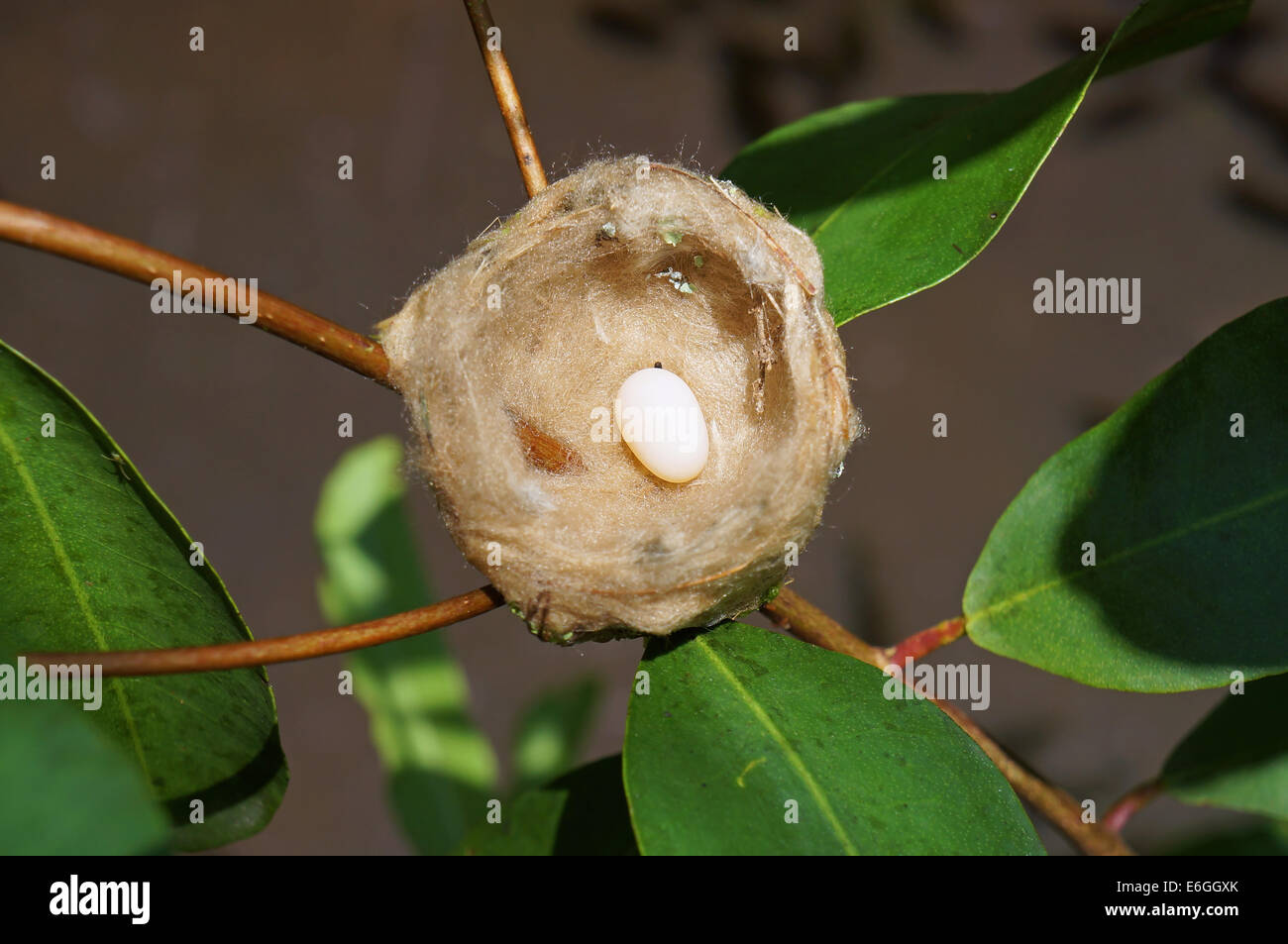 Hummingbird Eggs Hatching