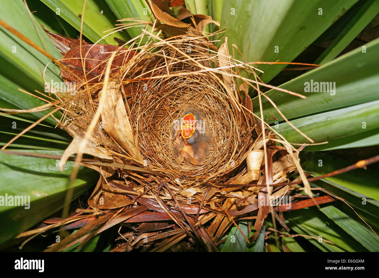 bird nest in a pandanus with two hungry babies of Lesser Kiskadee flycatcher Stock Photo