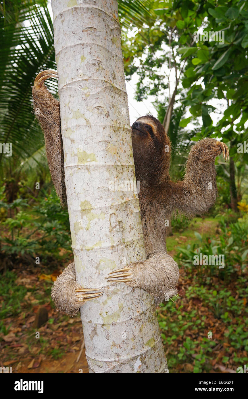 three-toed sloth climbing on a tree, Panama, Central America Stock Photo