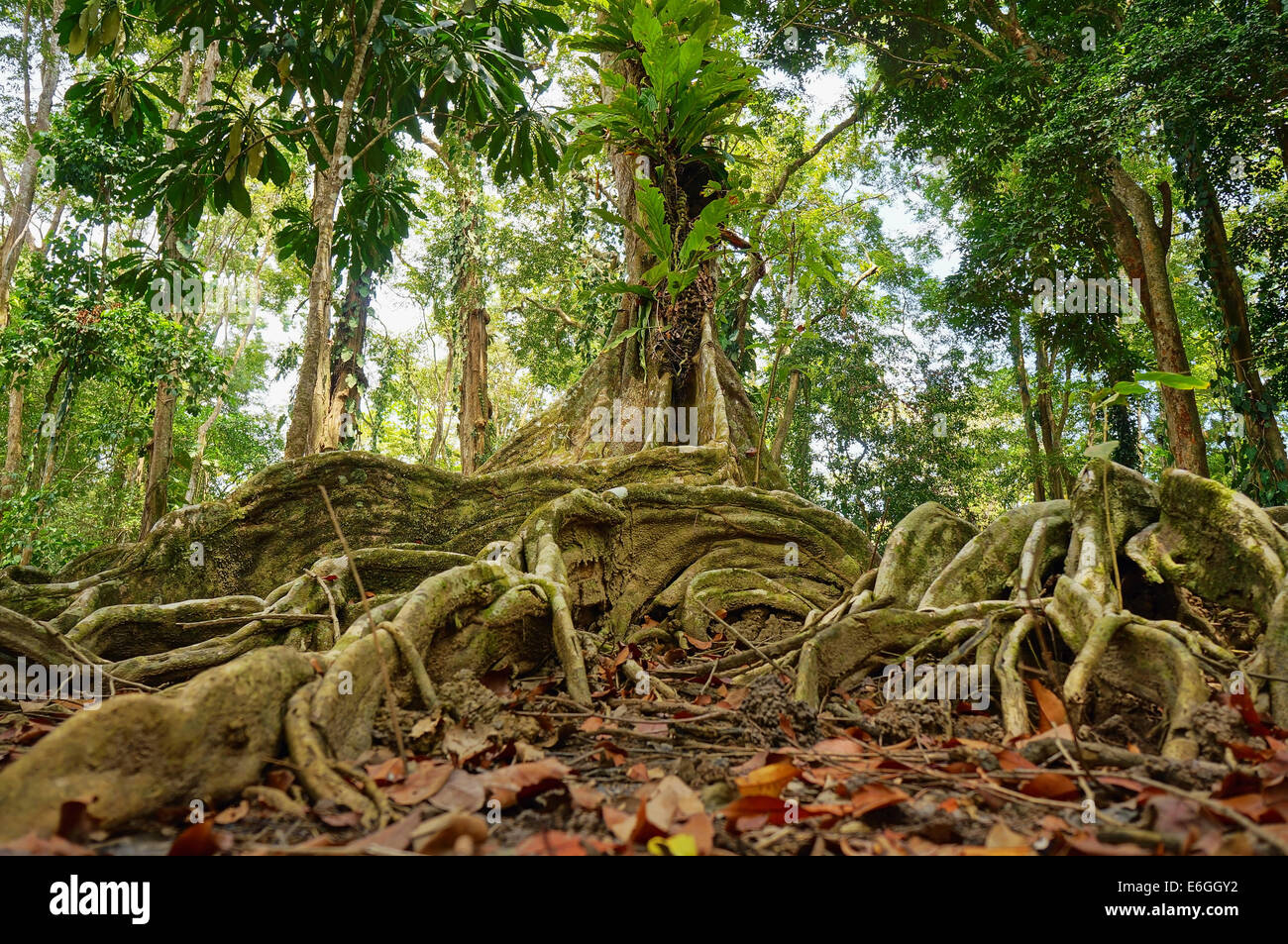 Tropical jungle tree hires stock photography and images Alamy