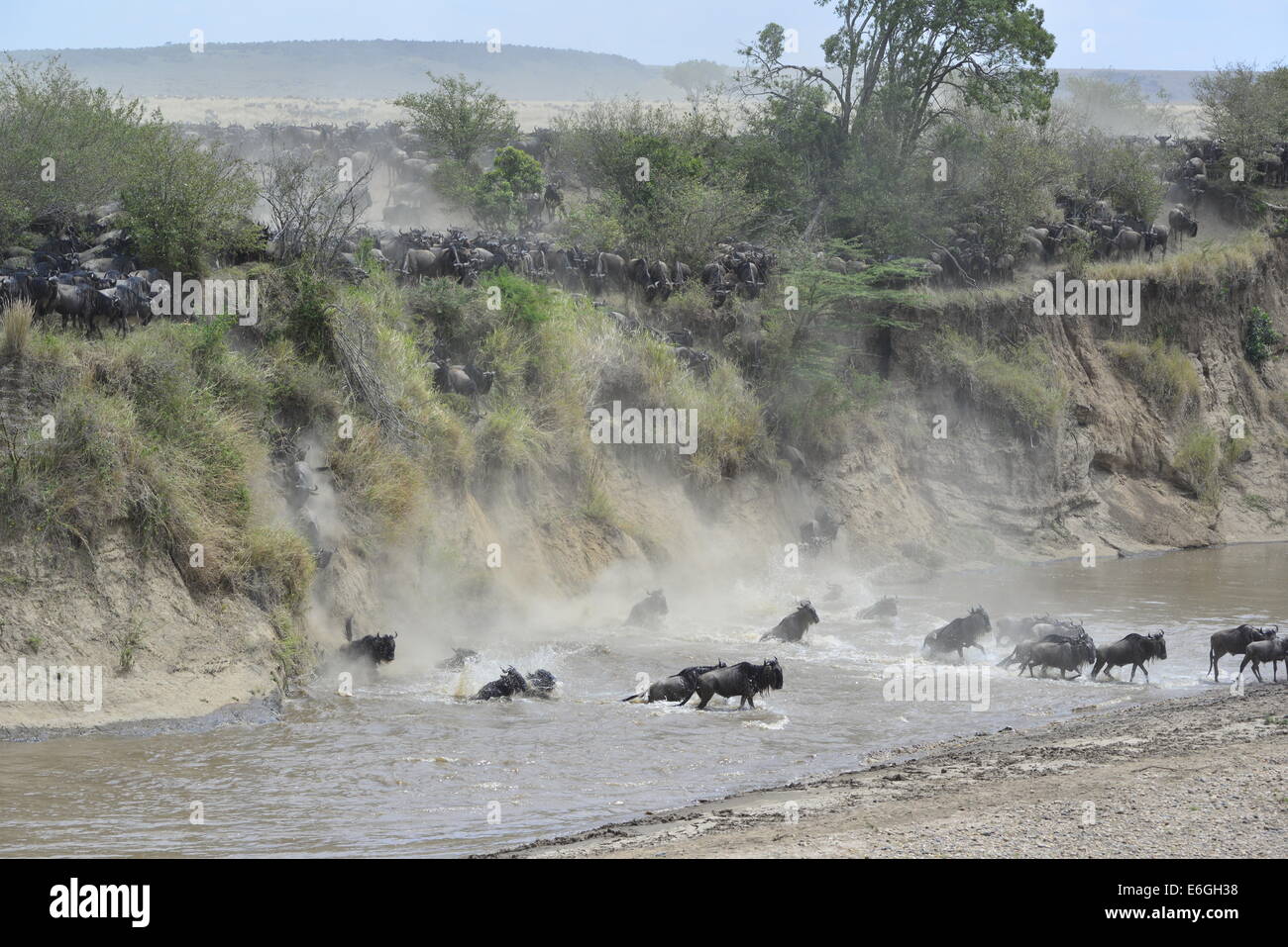 Amid a storm of dust, hooves and horns a herd of more than 6,000 wildebeest battle to cross Kenya's Mara River. Stock Photo