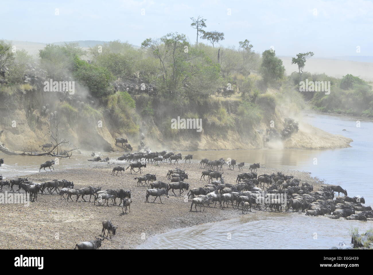 A massed herd of thousands of wildebeest cascade down a sandy cliff during the greatest wildlife spectacle on earth. Stock Photo
