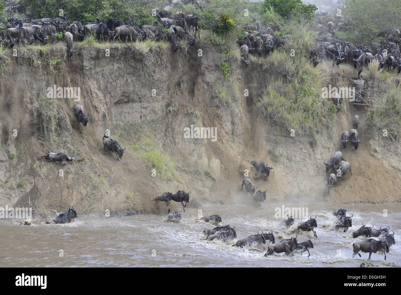 Amid a storm of dust, hooves and horns a herd of more than 6,000 wildebeest battle to cross Kenya's Mara River. Stock Photo