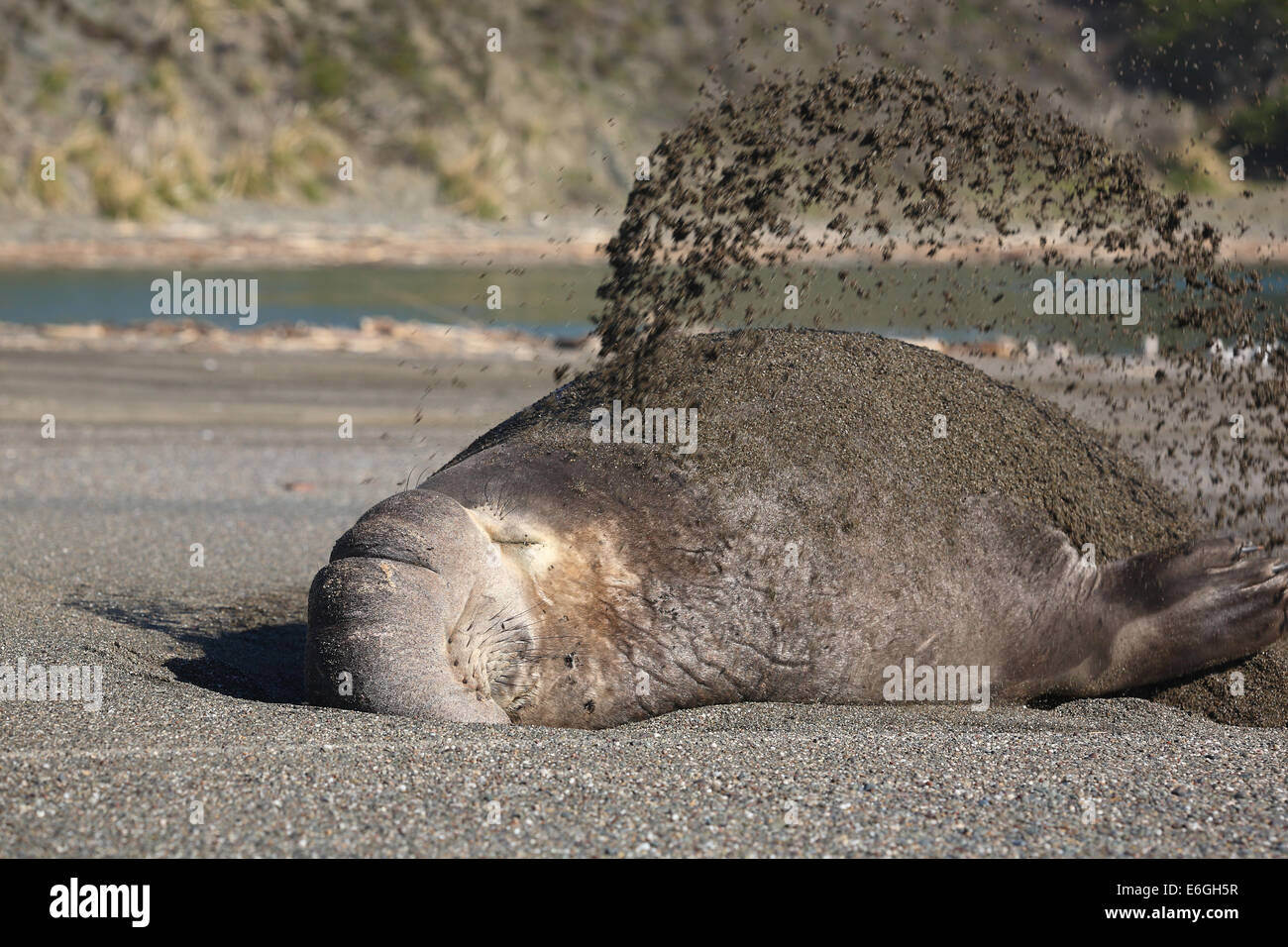Northern Elephant Seal (Mirounga angustirostris) flipping sand on its back to keep cool Stock