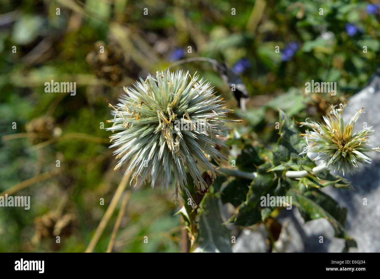 Cottonthistle (Onopordum acanthium) Stock Photo