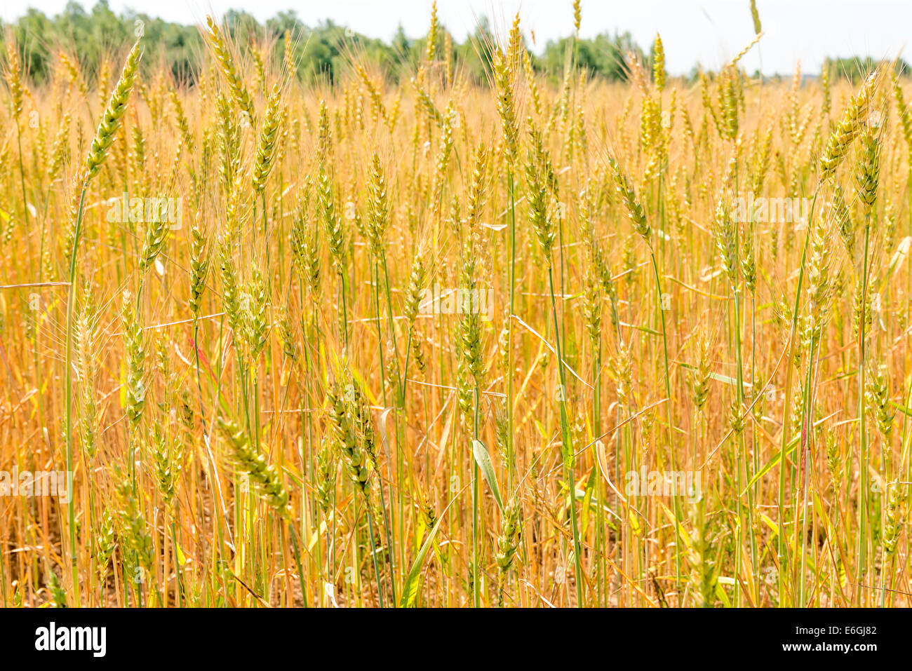 macro shot of wheat ears in the field Stock Photo