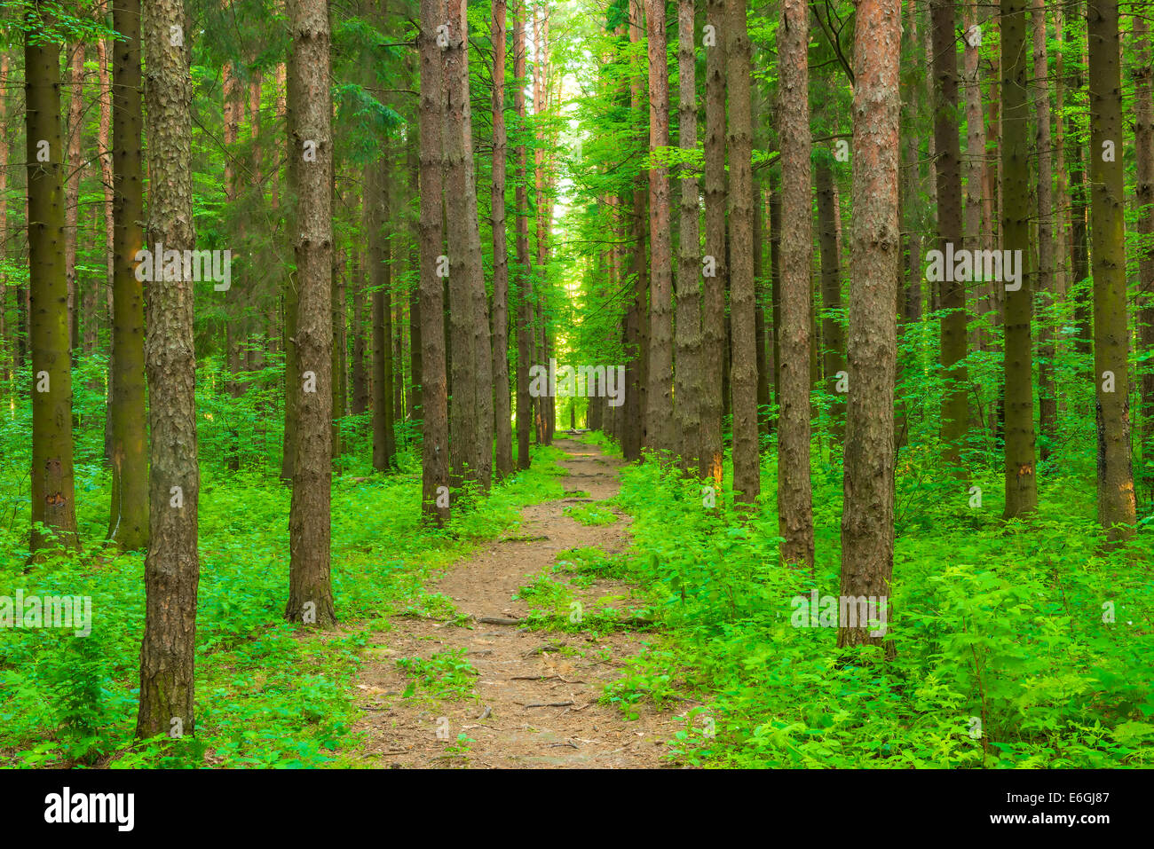 pathway in the forest of tall trees Stock Photo