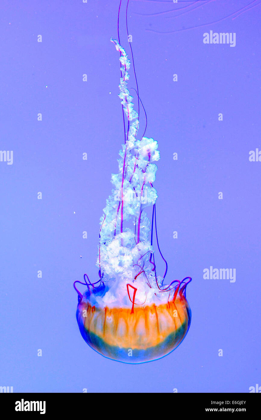 Toronto, Canada. 22nd August 2014. A Pacific Sea Nettle (jellyfish) float in the world's largest kreisel tank at the Ripley's Aquarium of Toronto. Credit:  EXImages/Alamy Live News Stock Photo