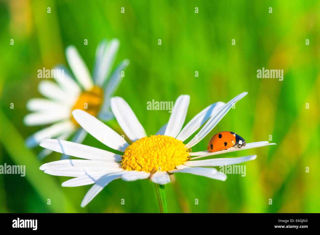 two daisies and ladybug in a summer field Stock Photo