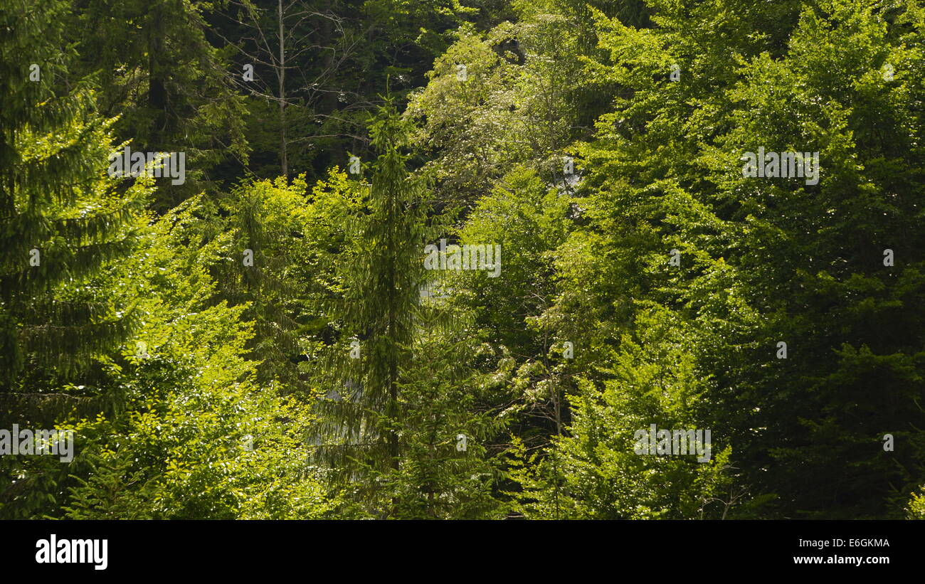 Coniferous forest, Est Europe, Carpathian mountains. Stock Photo