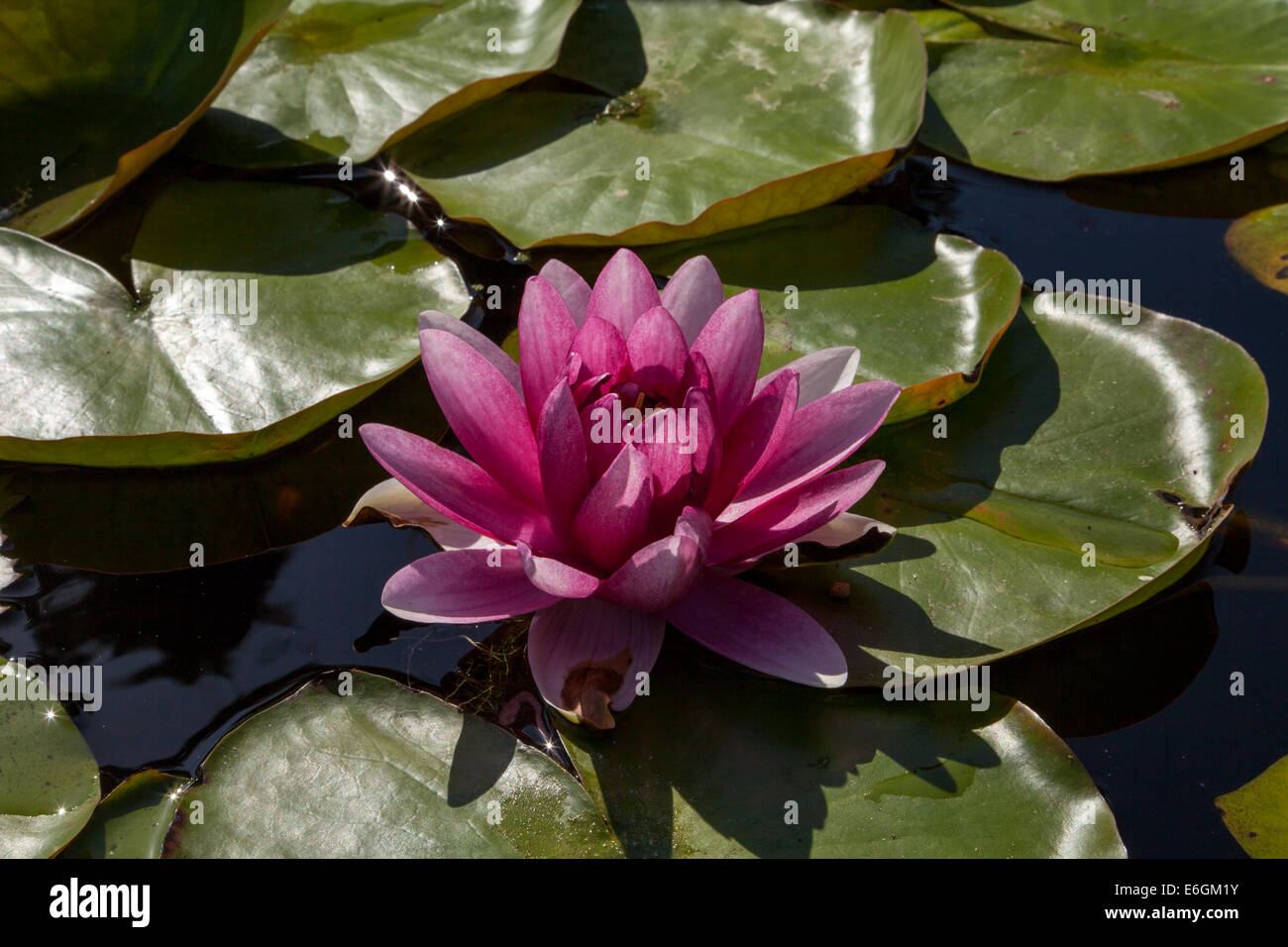 Pink water lily in the lily pond inside the Mission San Juan Capistrano, California, USA Stock Photo